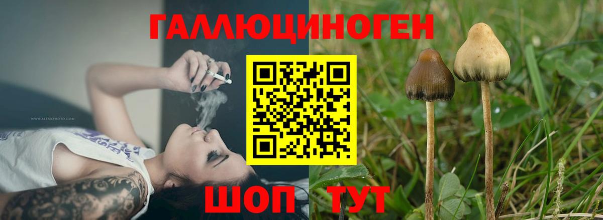 Псилоцибиновые грибы GOLDEN TEACHER Вязники